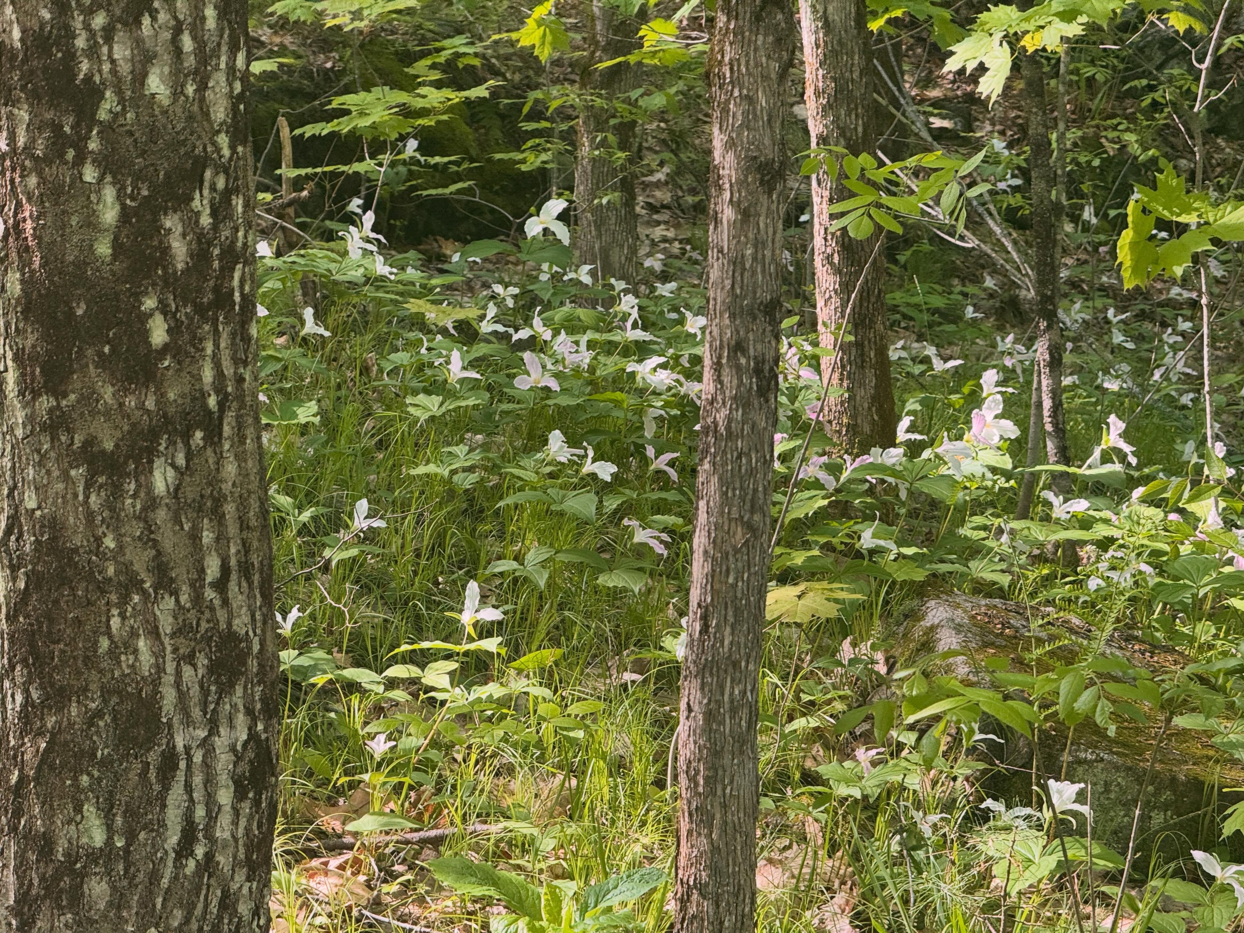 Ontario trilliums spot our hills for a few weeks every year. A fleeting reminder of the vastness that is Ontario