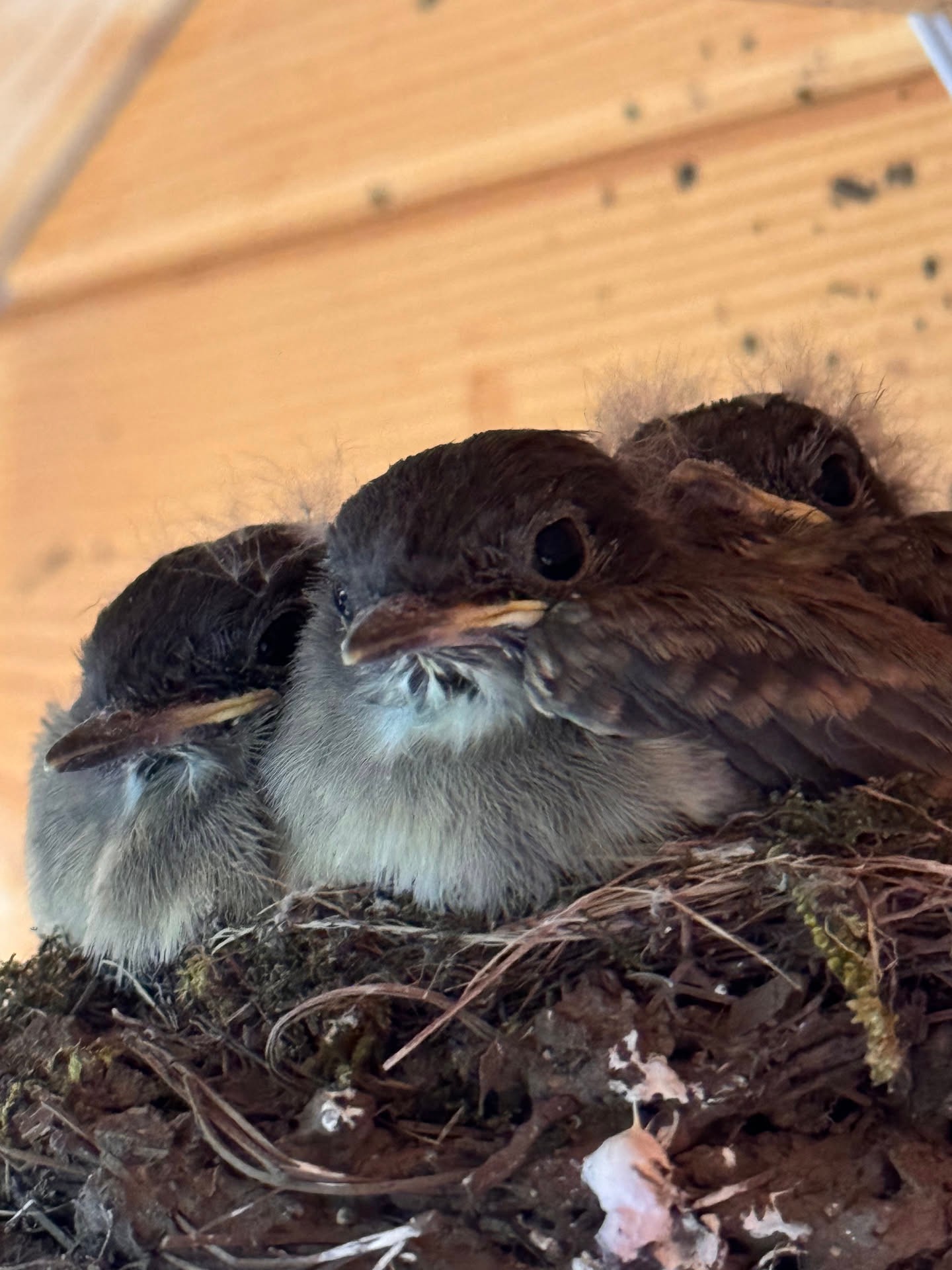 A look back at three young birds tucked close in their nest, still soft-feathered and waiting on the next stretch of wing. We kept our dista…
