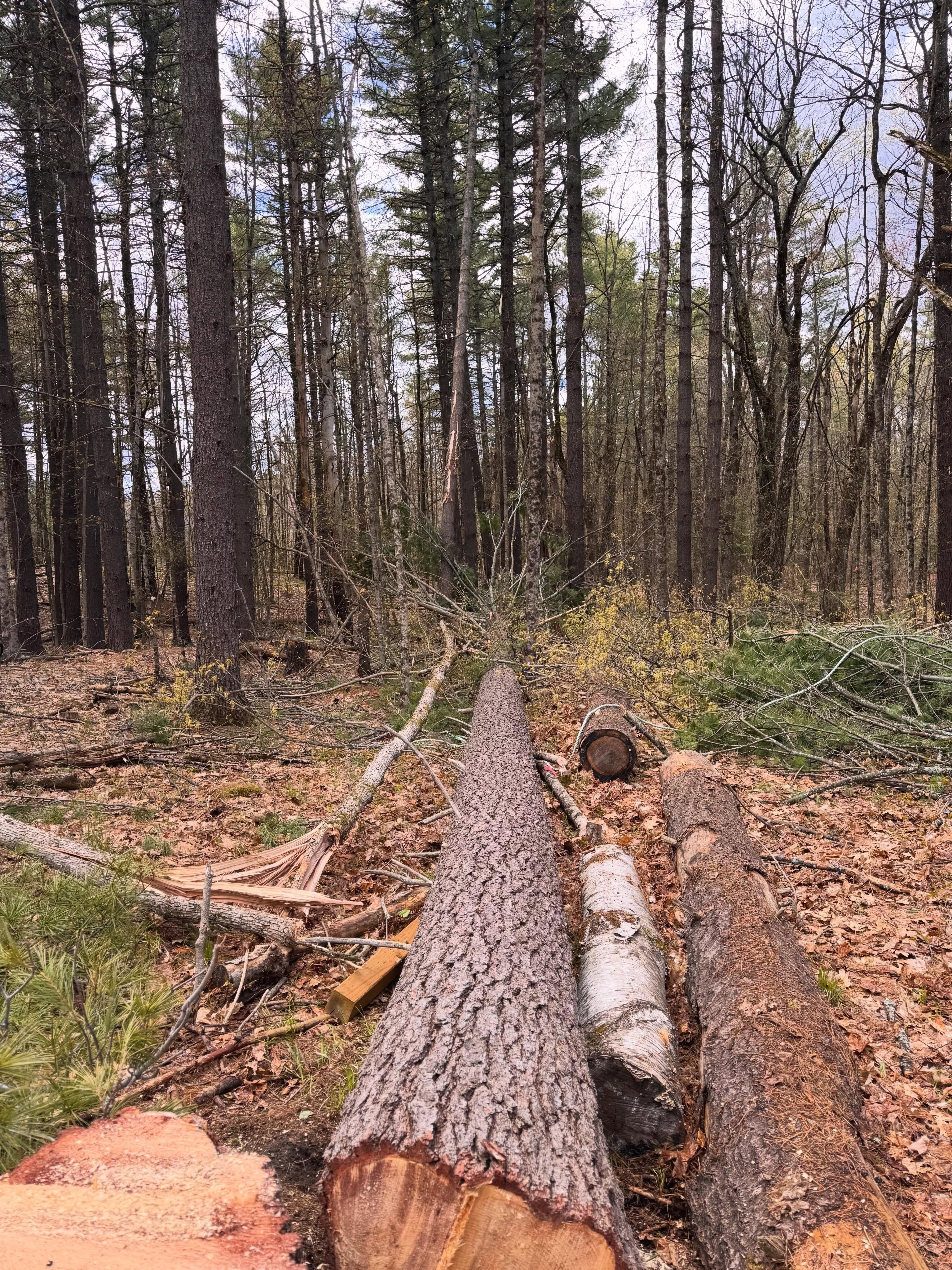 Tree felling is a dangerous art. For trees like this we bring in professionals. Unfortunately this tree was right in the middle of our build…