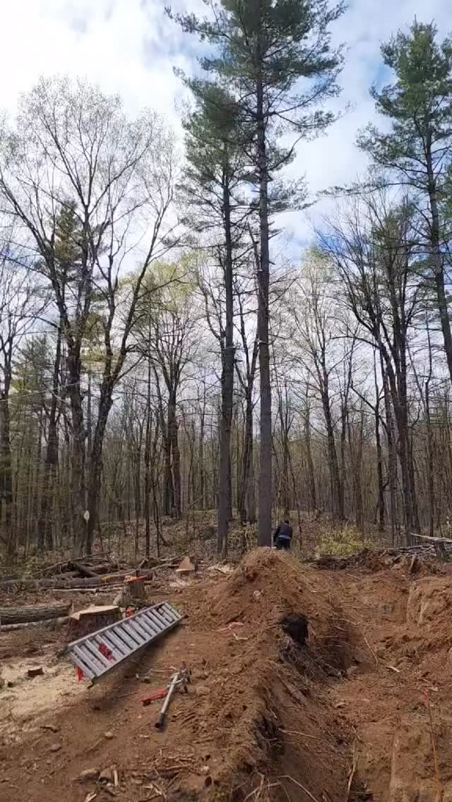 Timber