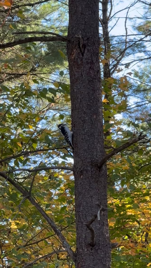 Woodpeckers call our forest home. They put trees to work: nesting, feeding, signaling and later, their old cavities become shelter for other…