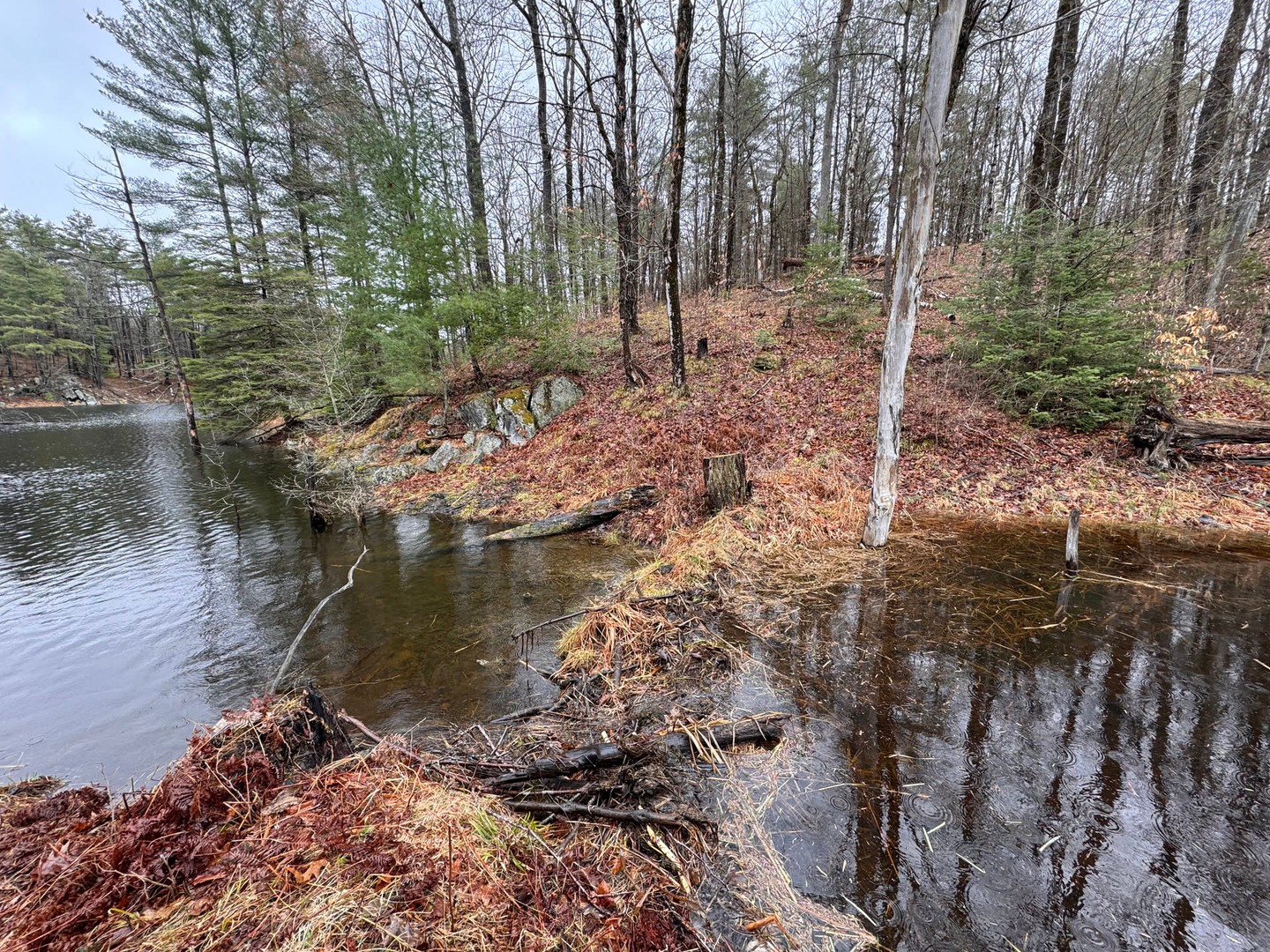 A look back at spring water rising through the woods, with a beaver dam quietly changing the shape of the shoreline. The forest keeps its ow…