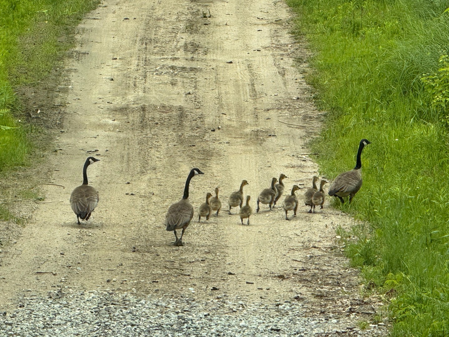 A look back at a goose family moving down the gravel lane, goslings gathered close between the adults and the tall spring grass.